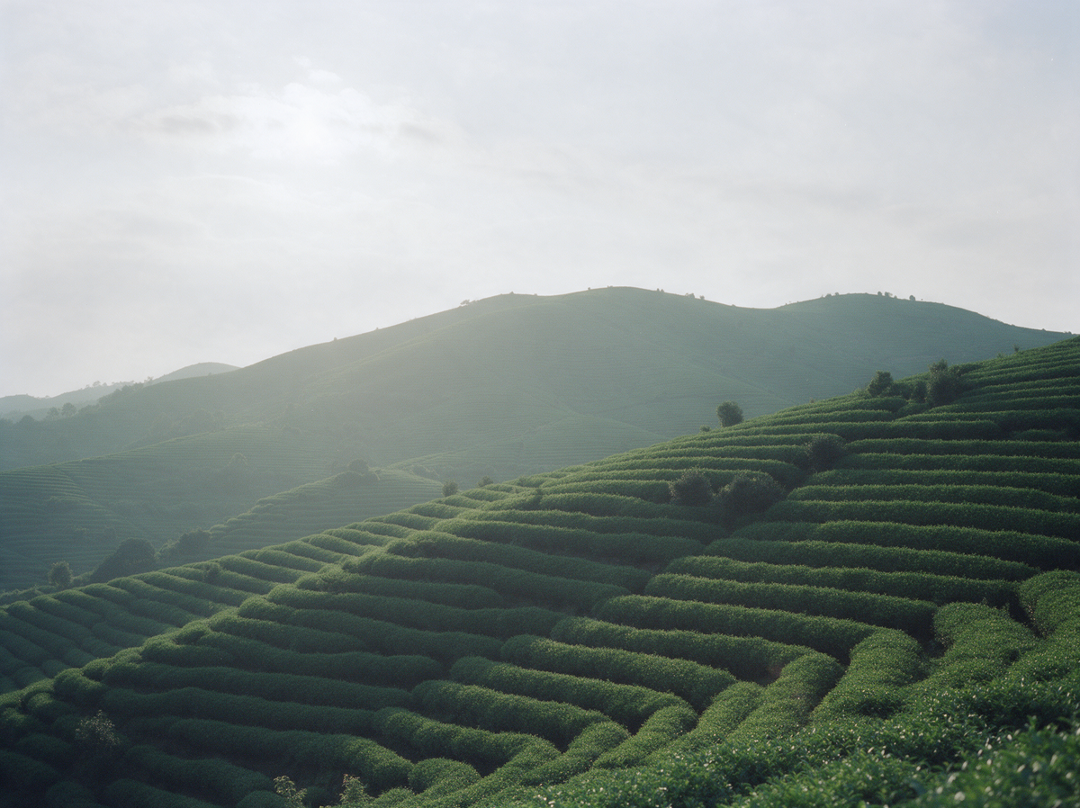 Tieguanyin tea terraces